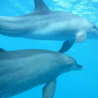 бухта дельфинов