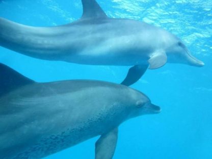 бухта дельфинов