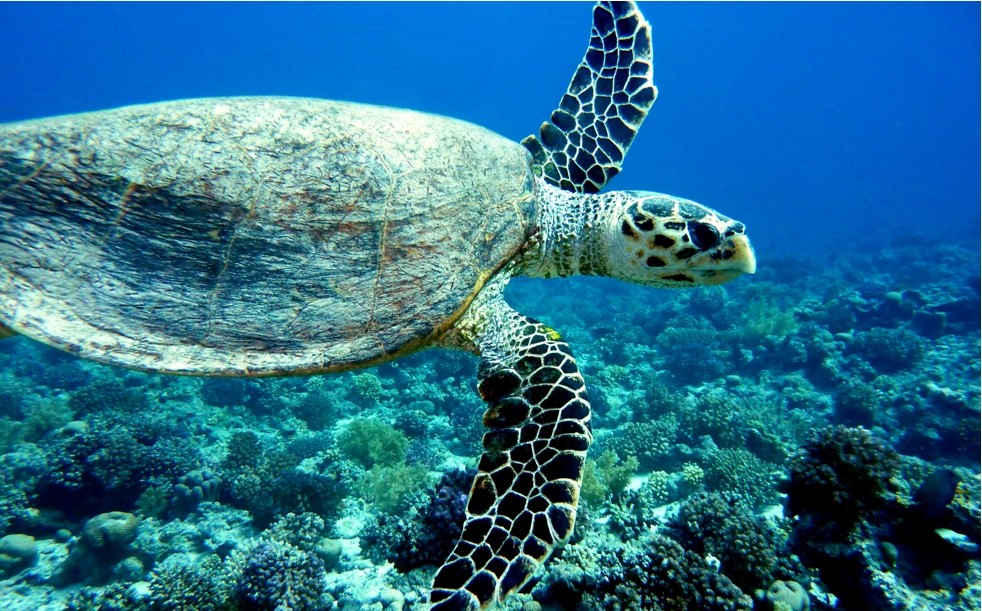 дайвинг, морская черепаха