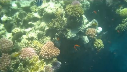 Коралловые рифы. Сноркелинг, Остров Хамата