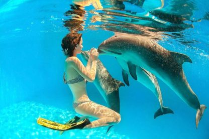 индивидуальное плавание с дельфинами. Дельфинарий в Египте Шарм-эль-Шейх