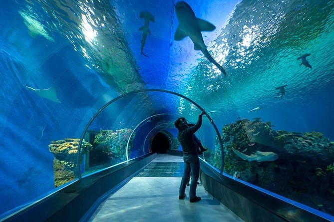Океанариум хургада. Гранд аквариум Хургада. Океанариум «Гранд-аквариум» в Хургаде. Скат в аквариуме. Очень большой аквариум со скатами.