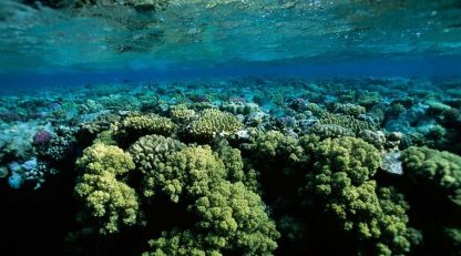 кораллы на Рифе Сатая