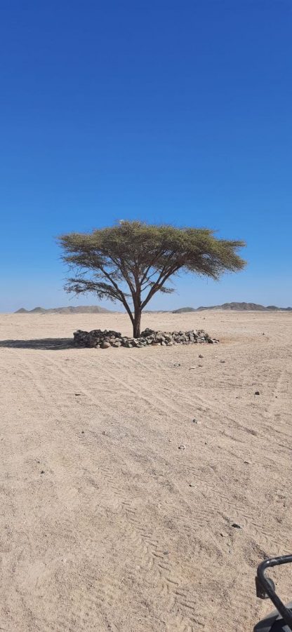 Дерево посреди пустыни