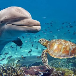 Дельфин на Рифе Сатая