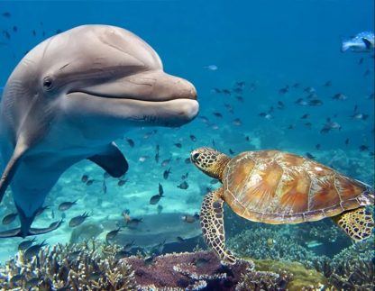 Дельфин на Рифе Сатая