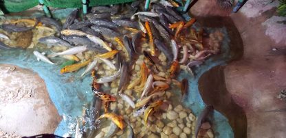 Ручные рыбки в Гранд Аквариум