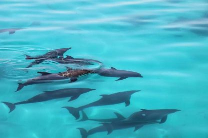 экскурсия бухта дельфинов