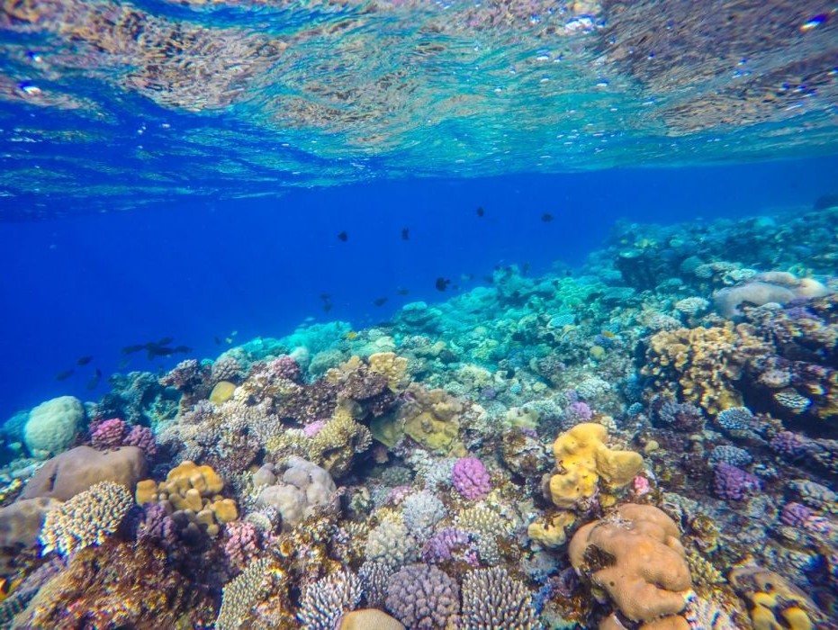снорклинг на кораловом рифе в Дахаб