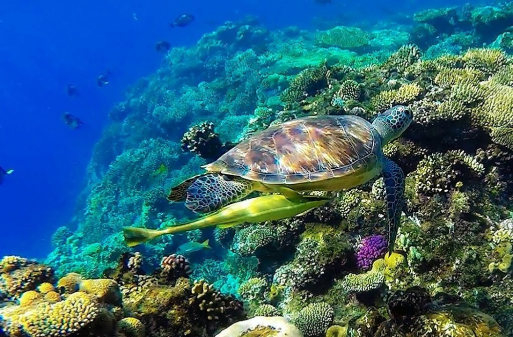 черепаха на Рифе Сатая
