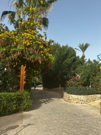 Отель Mirage Bay